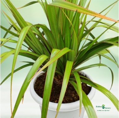 Screw Pine Plant - 18 Inch - White Pot