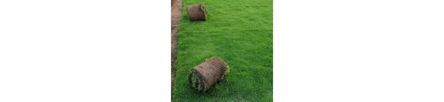 Carpet Grasses