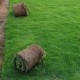 Carpet Grasses
