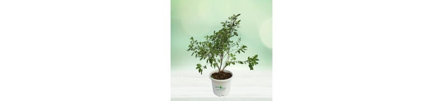 Herbal Plants%separator%%shop-name%