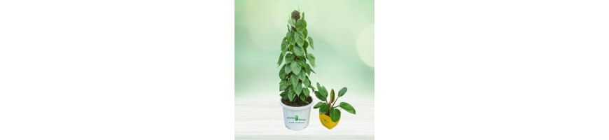 Indoor Plants%separator%%shop-name%