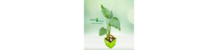 Gifting Plants%separator%%shop-name%