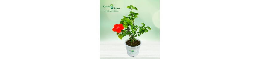 Flower Plants%separator%%shop-name%