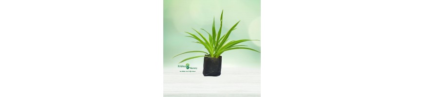 Green Wall Plants%separator%%shop-name%